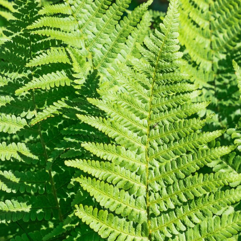 Dryopteris Goldiana Fern Hero