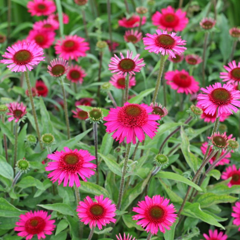 Echinacea Delicious Candy Perennial Hero