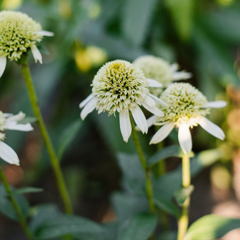 Echinacea Delicious Ice Perennial Hero