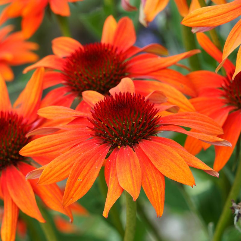 Echinacea Hot Lava Perennial Hero