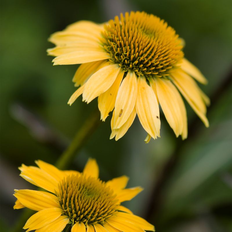 Echinacea Meteor Yellow Perennial Hero