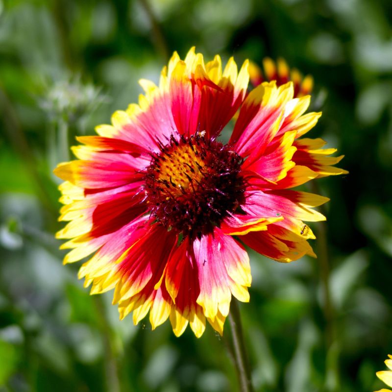 Echinacea 'Pink Lemonade' - 9cm Pot hero