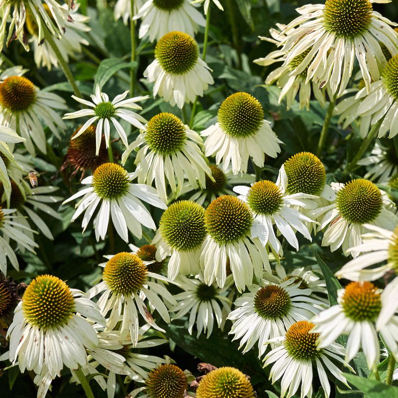 Echinacea Purpurea Alba Perrenial Hero