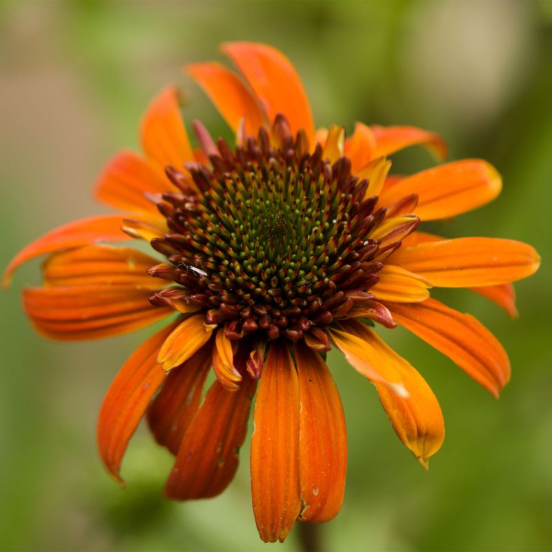 Echinacea Purpurea Hot Summer Perennial Hero