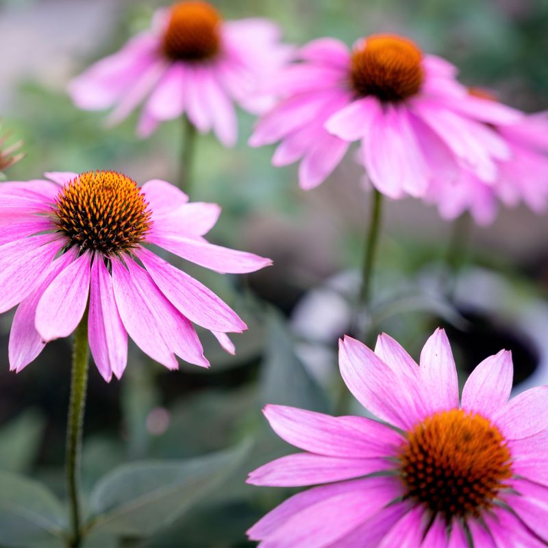 Echinacea Purpurea Magnus Perennial Hero
