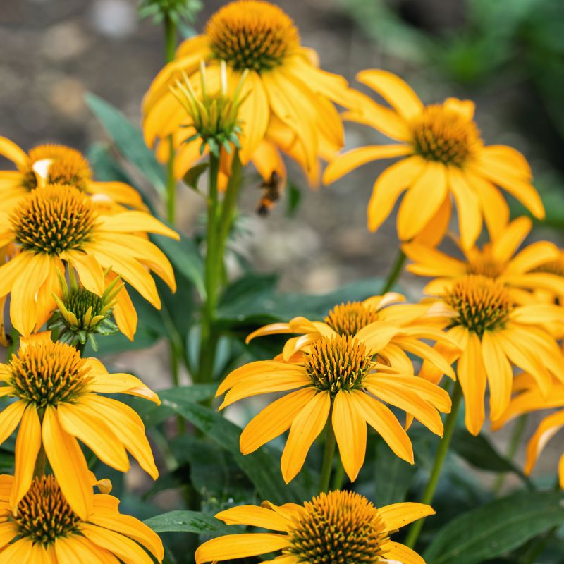 Echinacea Purpurea Mellow Yellows Perennial Hero