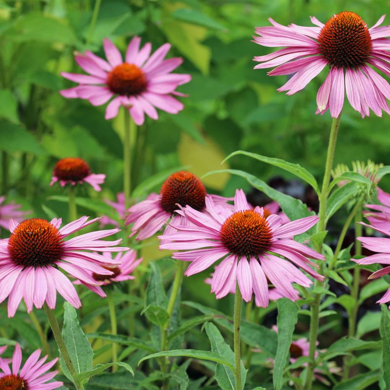 Echinacea Purpurea Perennial Hero