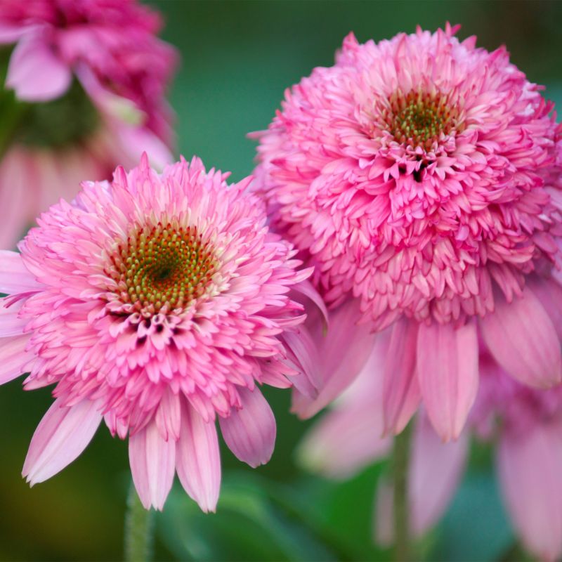 Echinacea Purpurea Pink Double Delight Perennial Hero