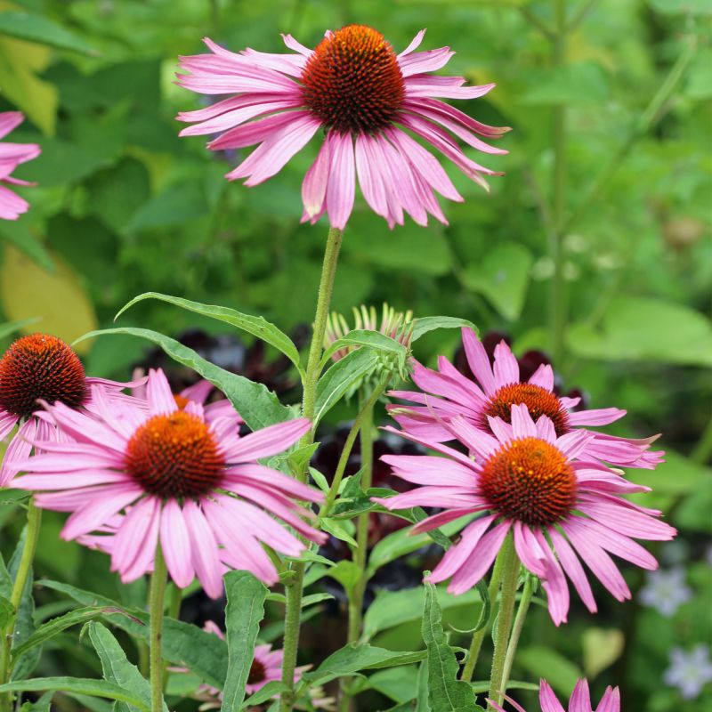 Echinacea Purpurea Rubinstern Perennial Hero