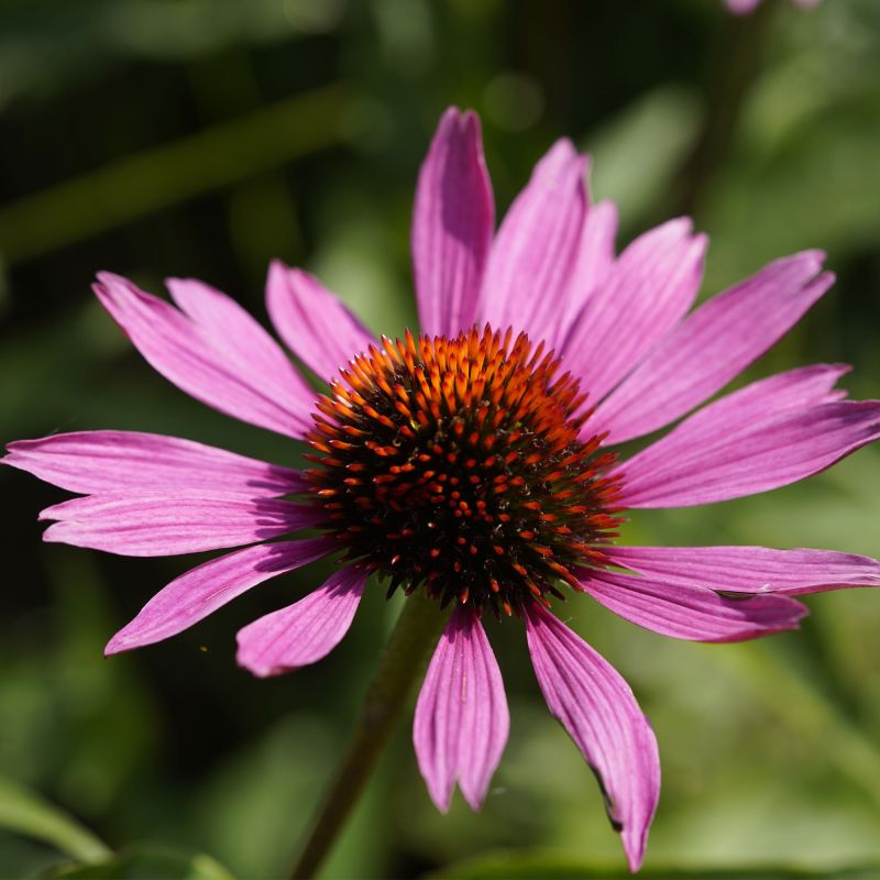 Echinacea Purpurea Vintage Wine Perennial Hero