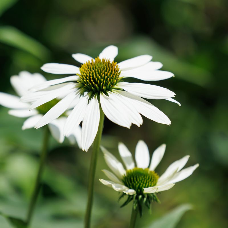 Echinacea Purpurea Virgin Perennial Hero