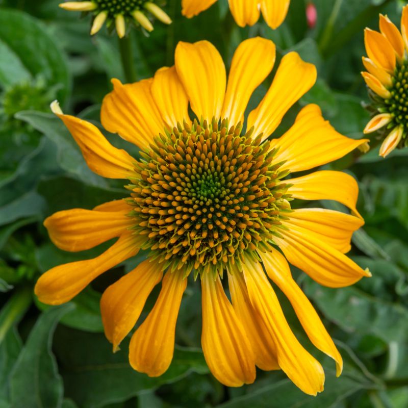 Echinacea Sunrise Perennial Hero