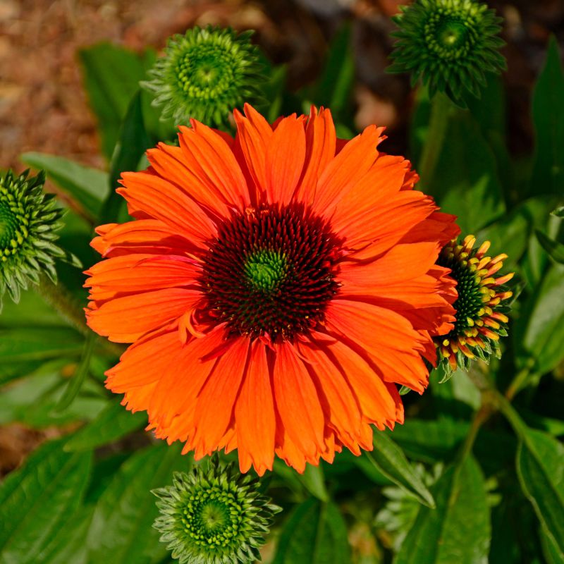 Echinacea Sunseekers Mineola Perennial Hero