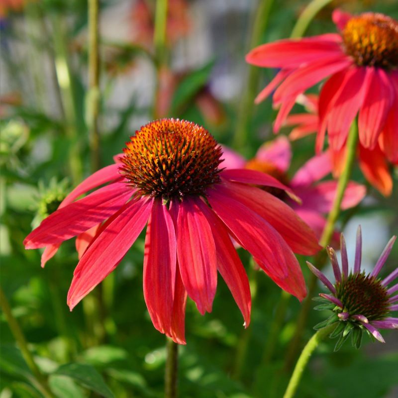 Echinacea 'Sunseekers Red' hero