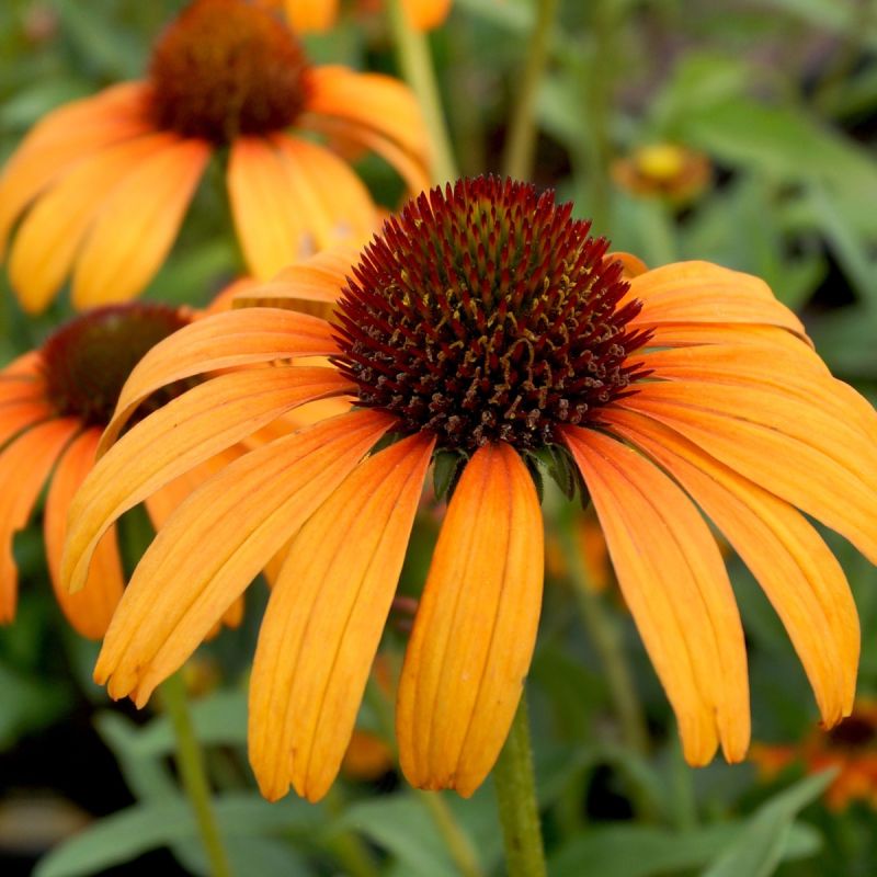 Echinacea Tangerine Dream Hero