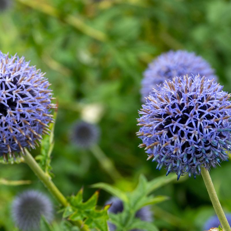 Echinops Bannaticus Blue Globe Perennial Hero