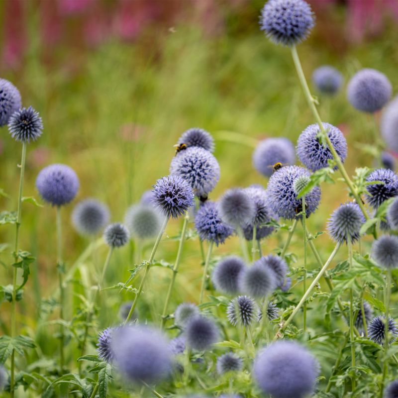 Echinops Bannaticus Perennial Hero