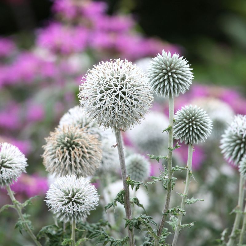 Echinops Bannaticus Star Frost Perennial Hero