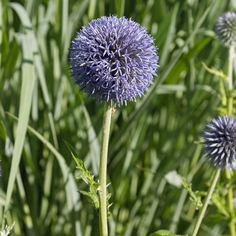 Echinops Ritro Perennial Hero