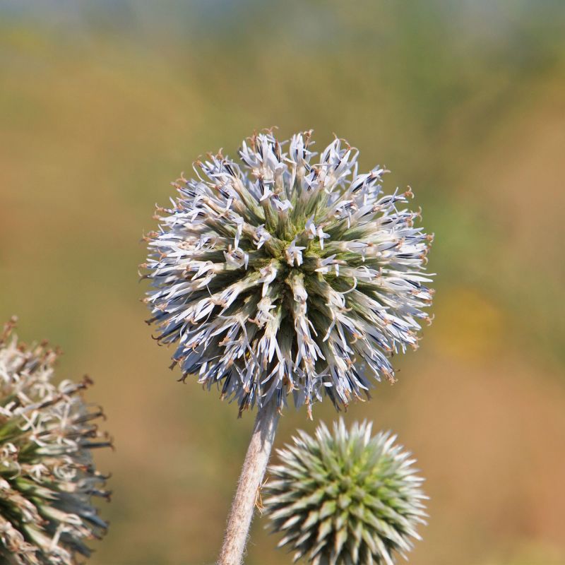 Echinops Sphaerocephalus Arctic Glow Perennial Hero