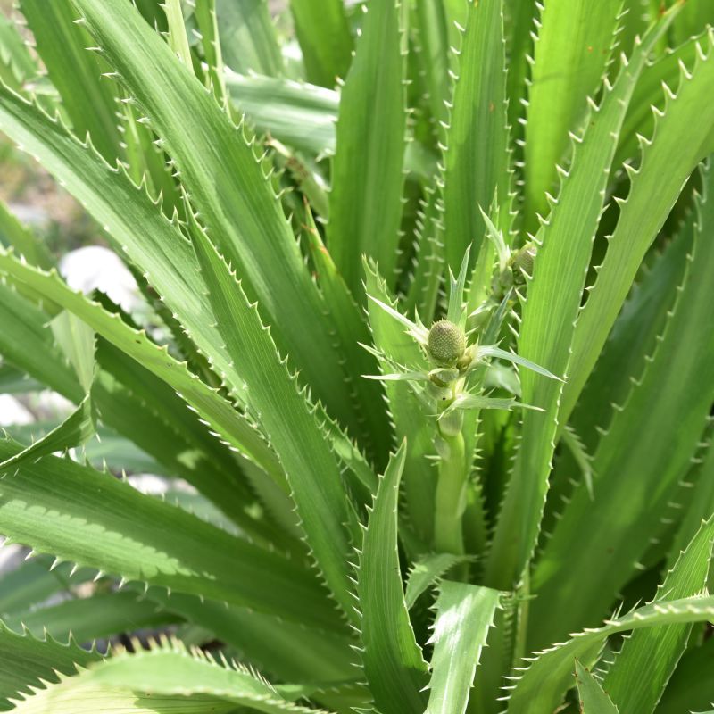 Eryngium Agavifolium Perennial Hero