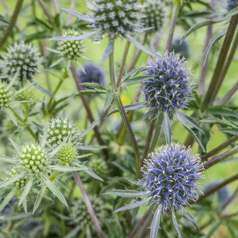 Eryngium Planum Perennial Hero