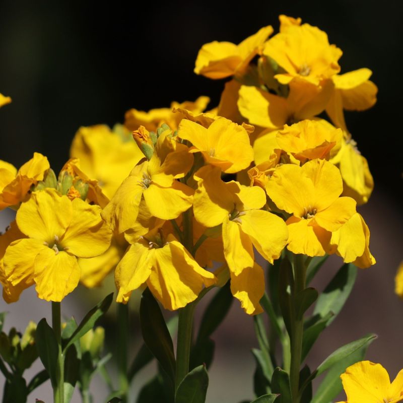Erysimum Yellow Bird Perennial Hero Close