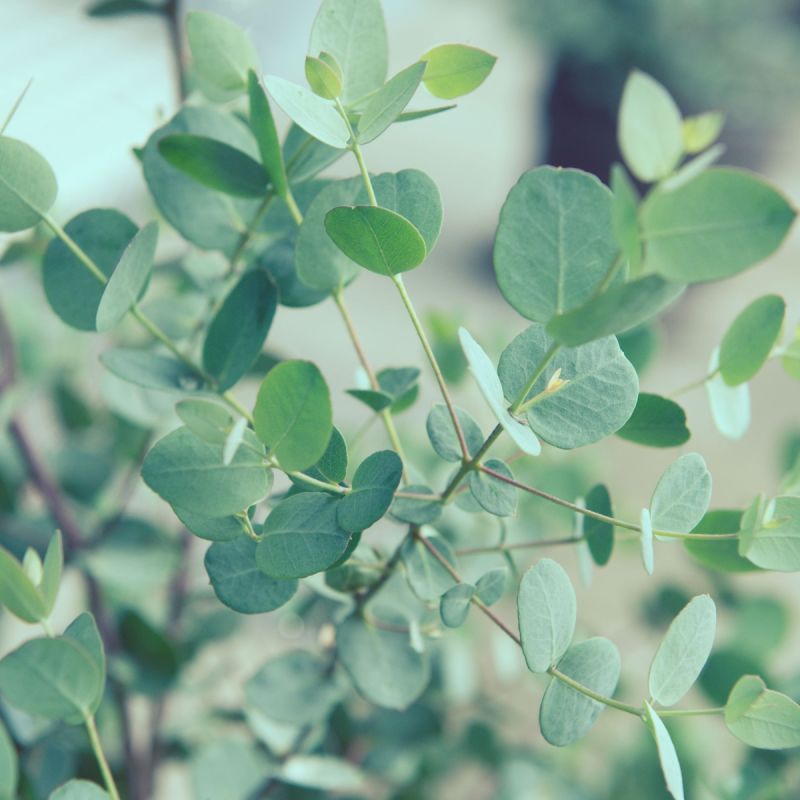 Eucalyptus Gunnii Plant Hero Close