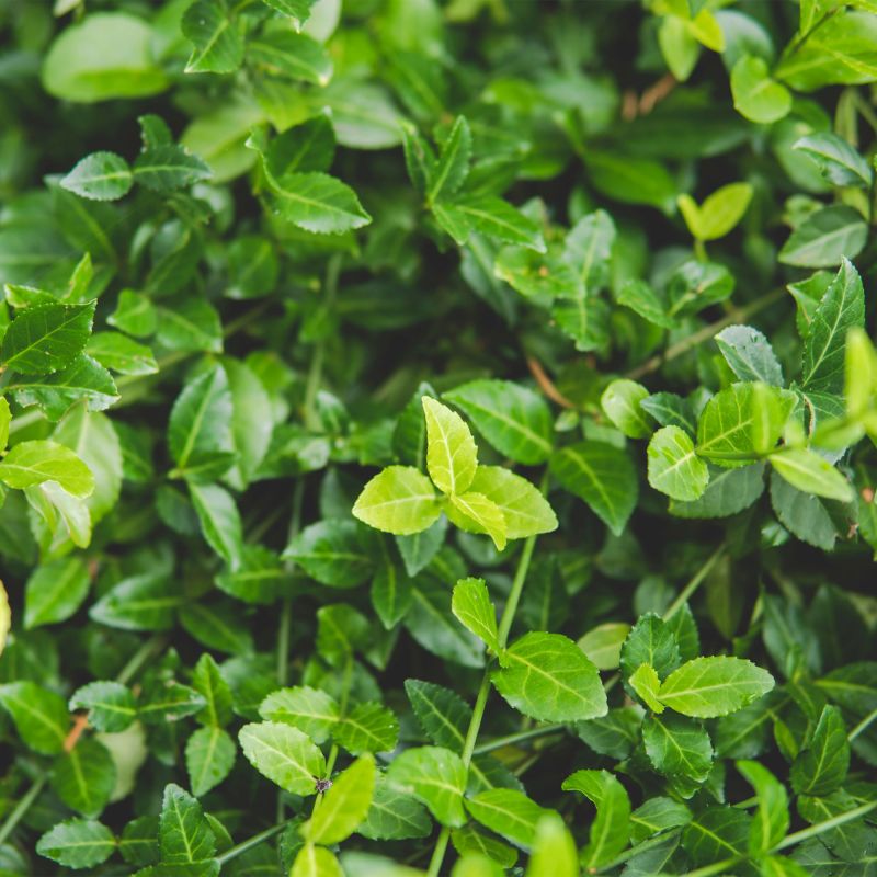 Euonymus Fortunei Dart'S Blanket Shrub Hero