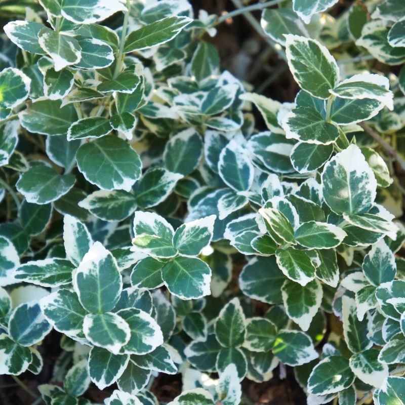 Euonymus Fortunei Emerald Gaiety Shrub Hero