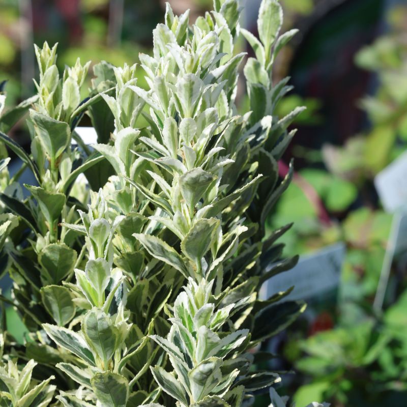 Euonymus Jap White Spire Shrub Hero