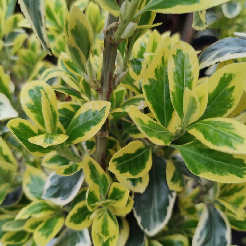 Euonymus japonicus Bravo - 10L Pot hero