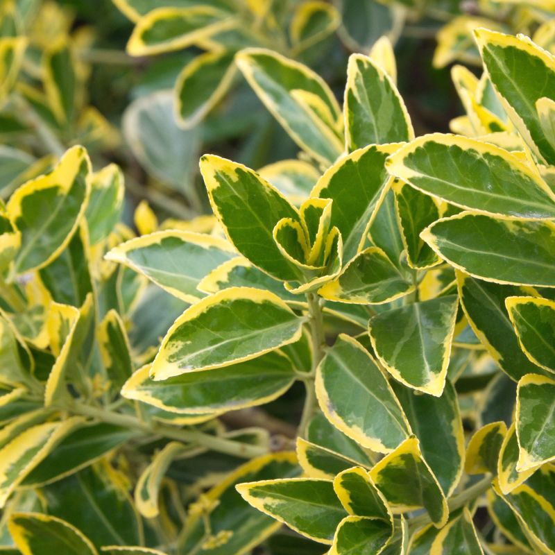 Euonymus Japonicus Annies Spring Shrub Close