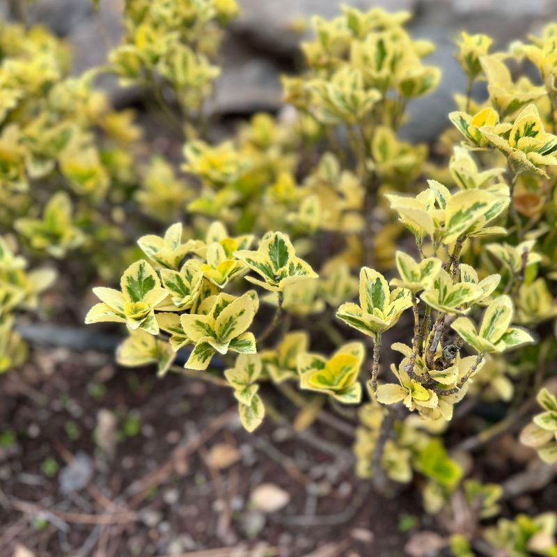 Euonymus Japonicus Annies Spring Shrub Hero