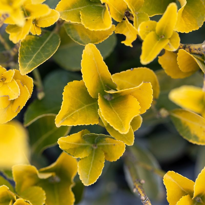 Euonymus japonicus El Dorado - 3L Pot hero