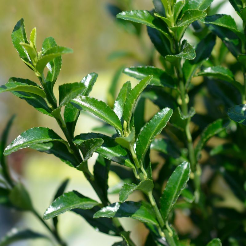 Euonymus Japonicus Green Spire Shrub Close