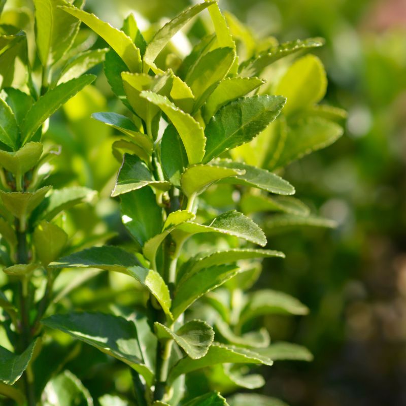 Euonymus Japonicus Green Spire Shrub Hero