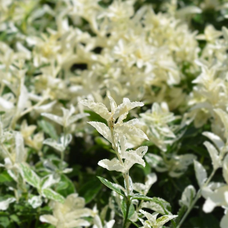 Euonymus Jap. Himalaya - 3L Pot hero