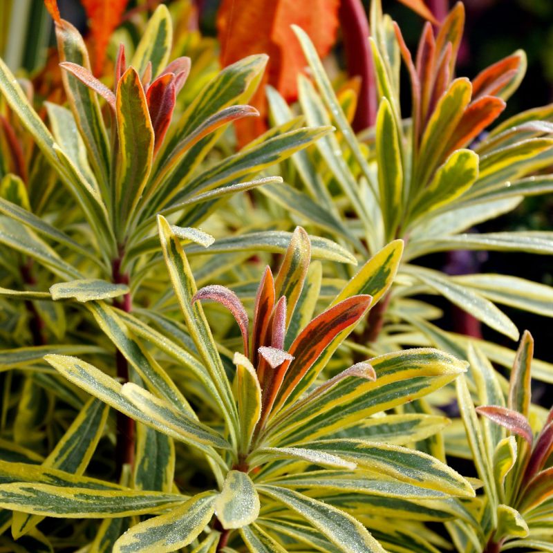 Euphorbia Ascott Rainbow Perennial Shrub Hero Image