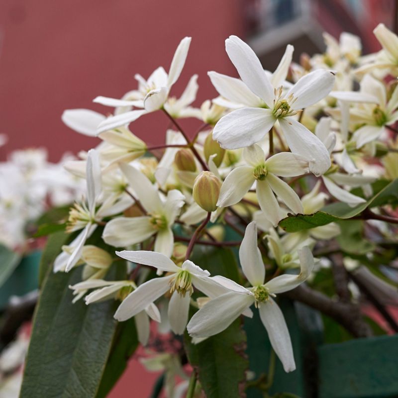 Clematis armandii - 3L Pot hero