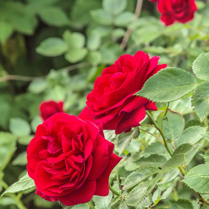 Rosa 'Flower Carpet Ruby'