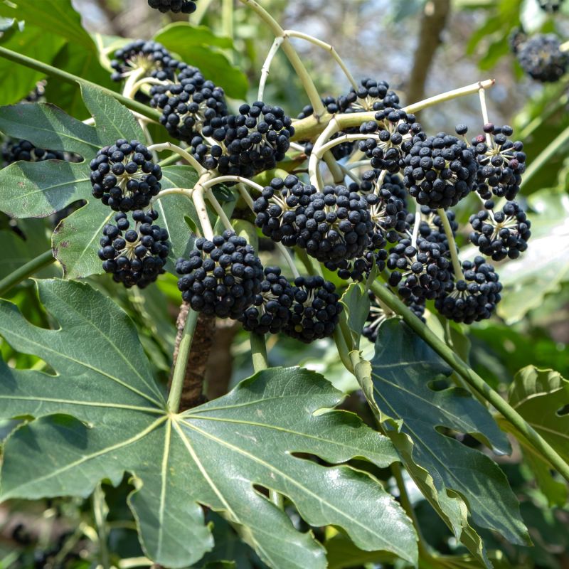Fatsia Japonica Shrub Hero