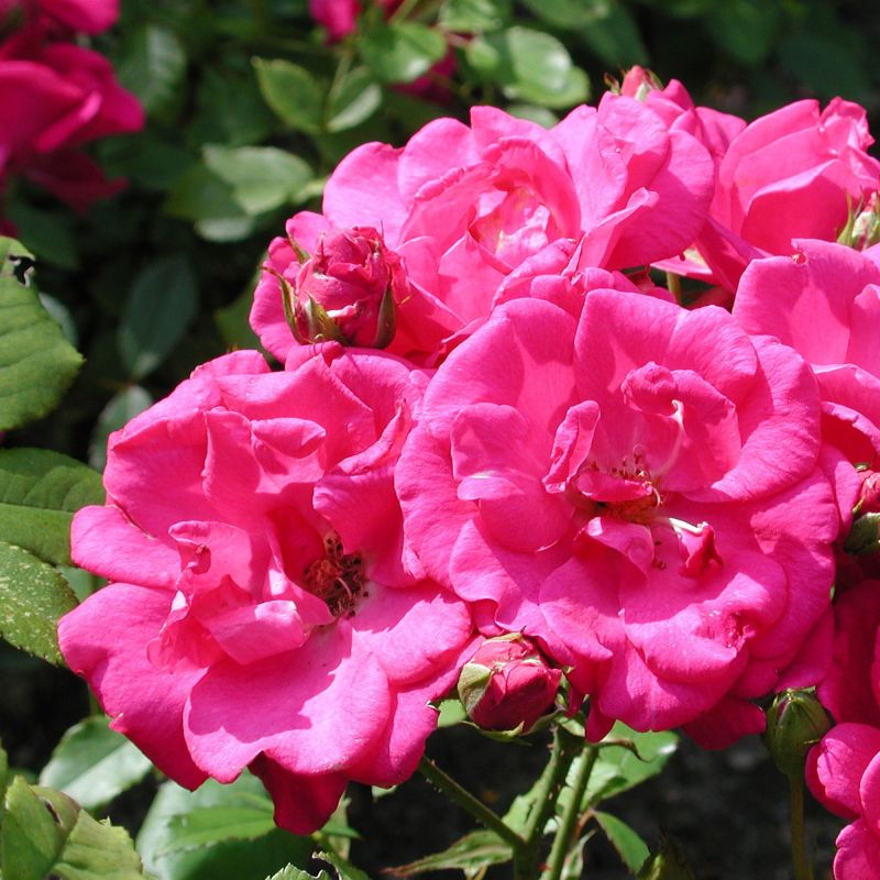 Flower Carpet Rose Pink Bare Root Pack Of 3 Hero