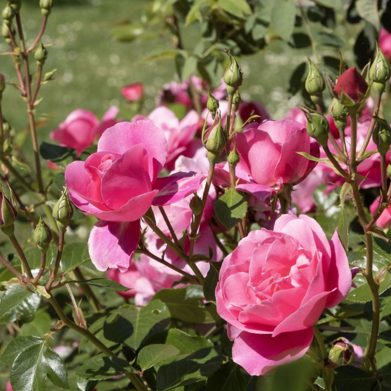 Rosa 'Flower Carpet Pink' Hero 
