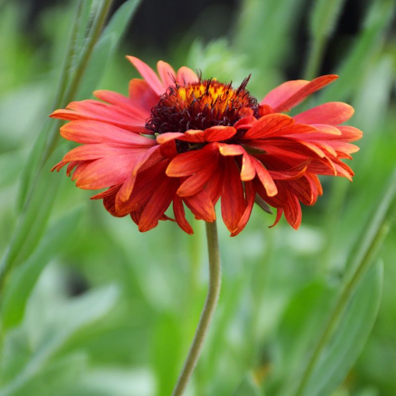 Gaillardia Burgunder Perennial Hero