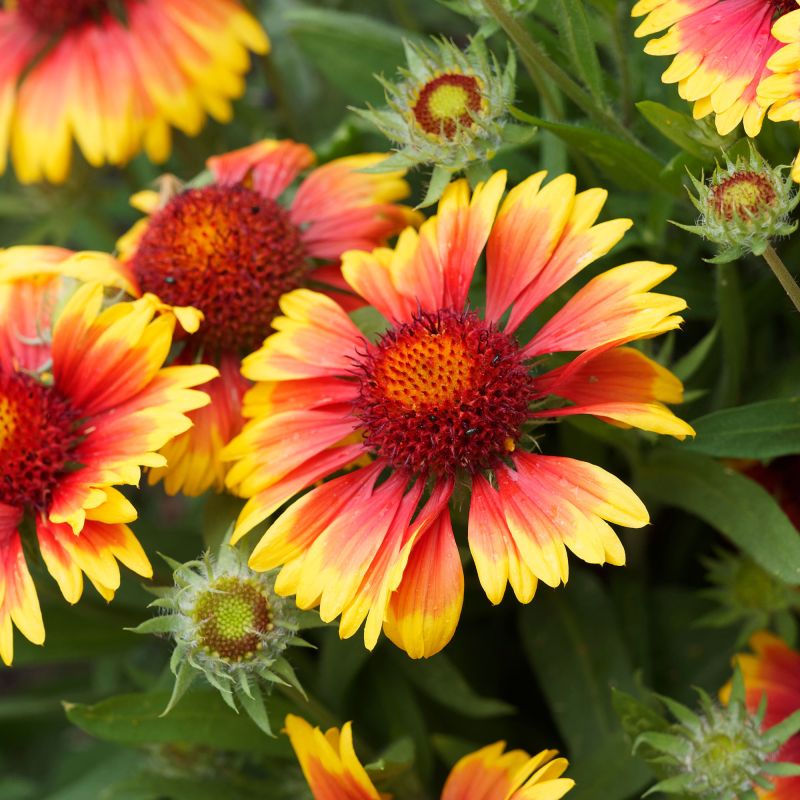 Gaillardia Kobold Perennial Hero