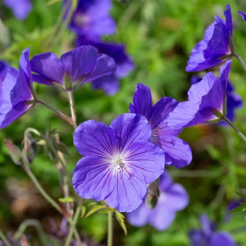 Geranium-'West-Acre-Halo'-perennial-hero