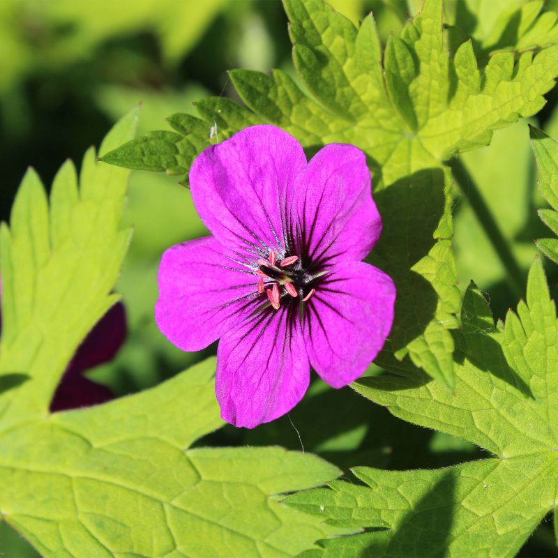 Geranium Ann Folkard Perennial Hero