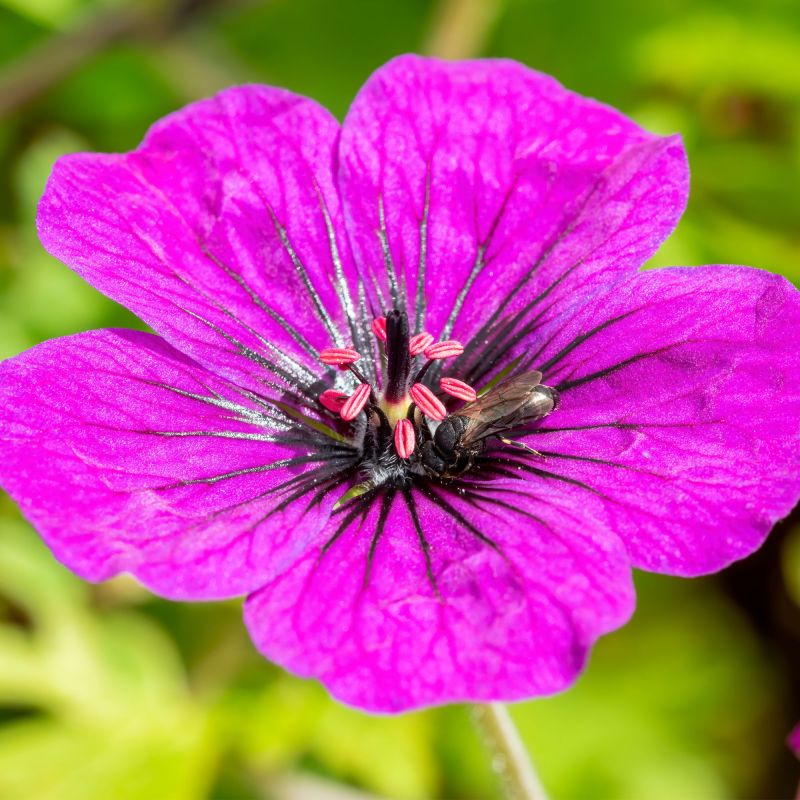 Geranium Anne Thomson Perennial Hero