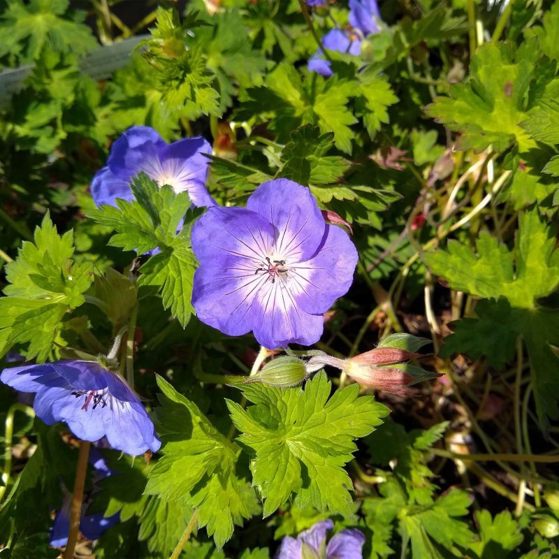 Geranium Azure Rush Perennial Hero